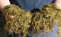 Quality over quantity for sheep silage
