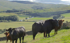 Falling cattle numbers biggest threat to Scottish beef sector