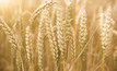  Grains such as wheat to be the focus 
