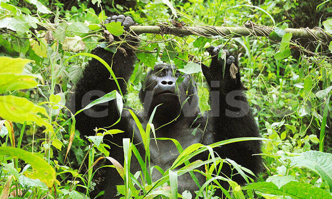 Conservationists mourn death of four Mountain Gorillas Conservationists mourn death of four Mountain Gorillas