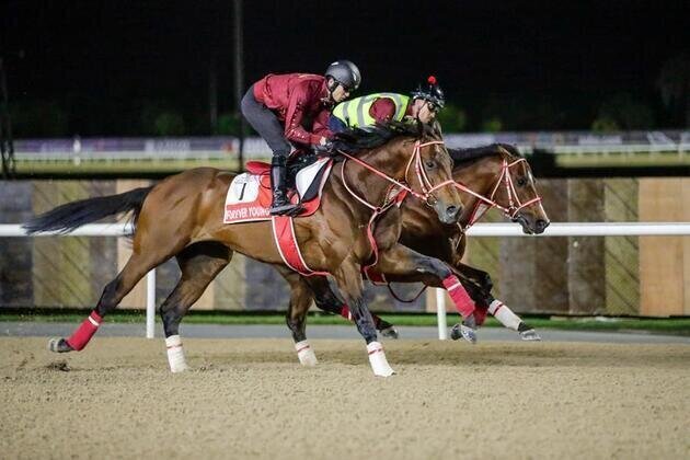 Elite horses complete final preparations at Meydan ahead of Dubai World Cup Night