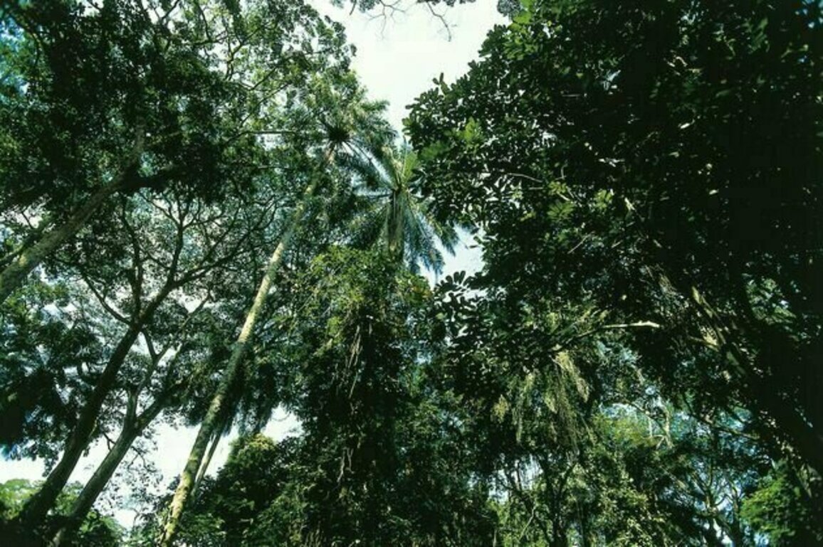 Humans lived in African rainforests 150,000 years ago, far earlier than believed - new research