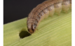  A new in-crop test is being developed for fall armyworm. Image courtesy GRDC.