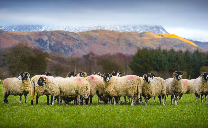 Farmers have blasted conservationists' concerns, having instead argued that they have had a positive impact in shaping and forming the Lake Districts' stunning landscapes for centuries. (Sheep farm in the Lake District) Farmers have blasted conservationists' concerns, having instead argued that they have had a positive impact in shaping and forming the Lake Districts' stunning landscapes for centuries. (Sheep farm in the Lake District)