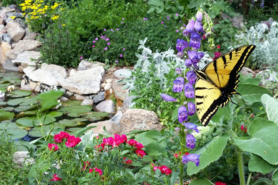 Ditch your lawn this year and start saving money and water (Opinion)