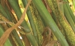 Barley leaf rust pathotype compromises WA