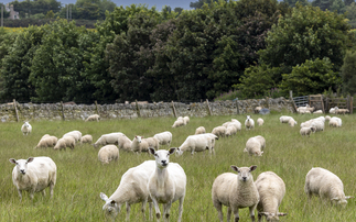 SHEEP SPECIAL: Controlling abortion this breeding season