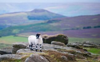 Upland farmers secure positive breakthrough with ELMs