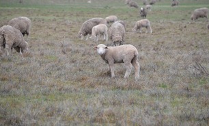 Post-lambing feed management is vital for sheep, especially in drier conditions.