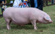 GREAT YORKSHIRE SHOW: Double success for British Lop