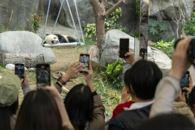 Hong Kong-born giant panda cubs make public debut