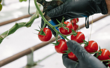 Ending reliance on imports could generate £1.9bn for farmers
