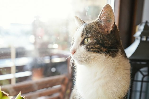 Cat saves man from jail media