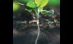 WA boosts carbon farming initiative 