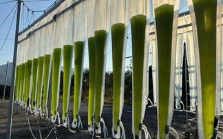 How HutanBio plans to decarbonise heavy transport by growing microalgae in deserts