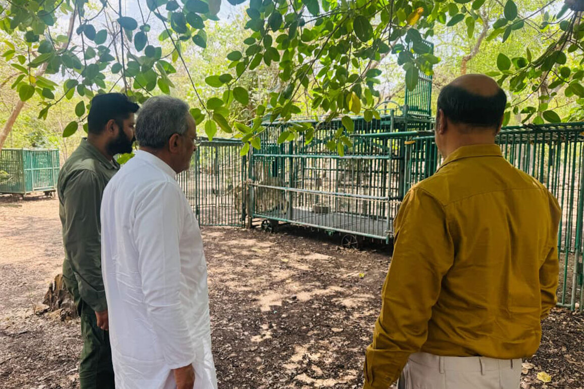 Gujarat Forest and Environment Minister visits Gir forests, reviews infection situation among Asiatic lions