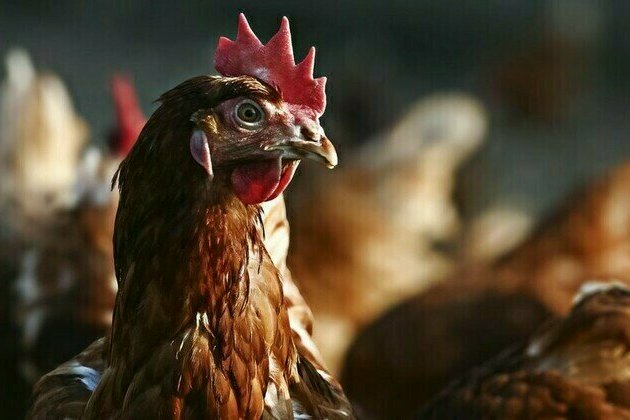 US asks EU for eggs  media
