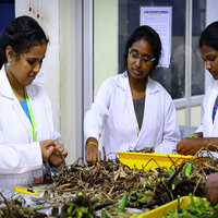 From weed to wonder: Tiruchirappalli ecologist turns water hyacinth into sustainable packaging paper