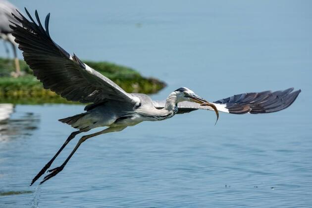 EcoChina | Hengshui Lake, a haven for rare birds in N China's Hebei