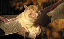  Pilbara leaf-nosed bat