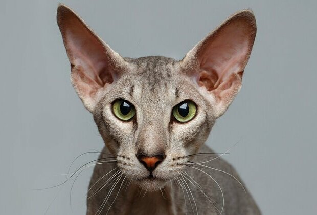 Peterbald: a sphinx cat from St. Petersburg