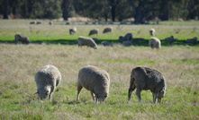 Farmers will rally in the national capital next week, to highlight a range of concerns including the live sheep export ban. Credit: Mark Saunders.