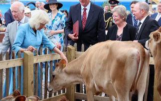 Seven Jersey heifers gifted to King Charles 