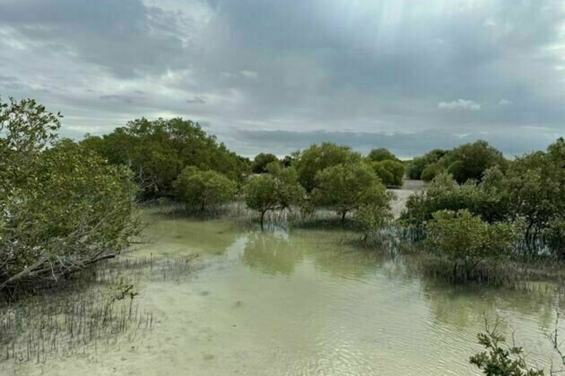 UAE marks International Day for Conservation of Mangrove Ecosystem with renewed commitment, global vision