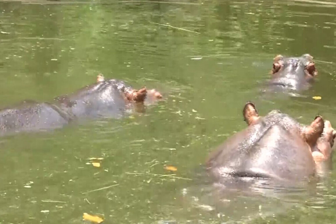 Amid heatwave, Ranchi zoo introduces coolers, bathing tubs and fruits for animal care