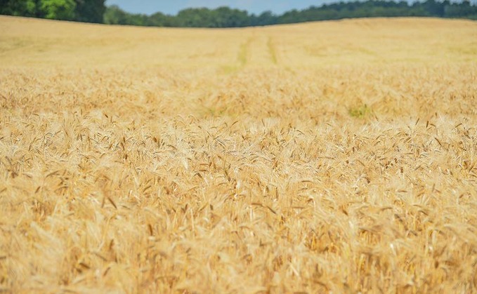 New year wheat prices slip as supply increases