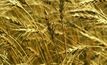 New framework to support grain growers