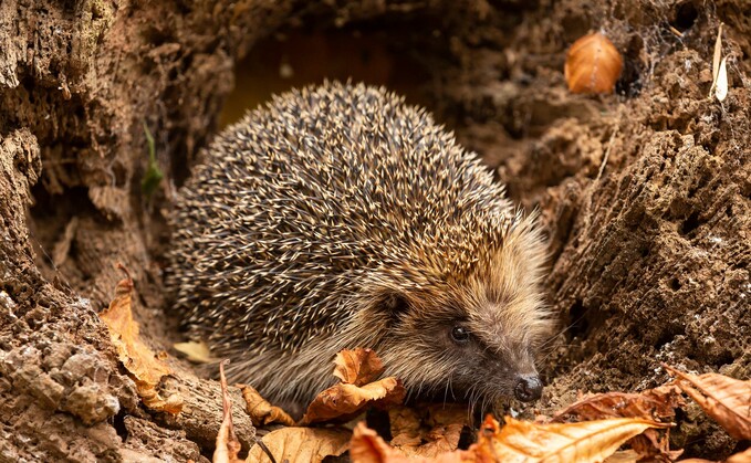 Hedgehogs are in decline. Make your garden and farm creature friendly this autumn