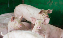 Pig regulations to come into force on August 13: What pig farmers need to know