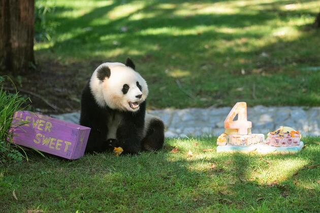 Feature: Americans sing birthday song for giant panda Qing Bao to mark her fourth year
