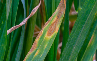 Two new cereal fungicides in UK approval system