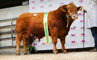  Highlights of livestock sales from around the UK over the last week