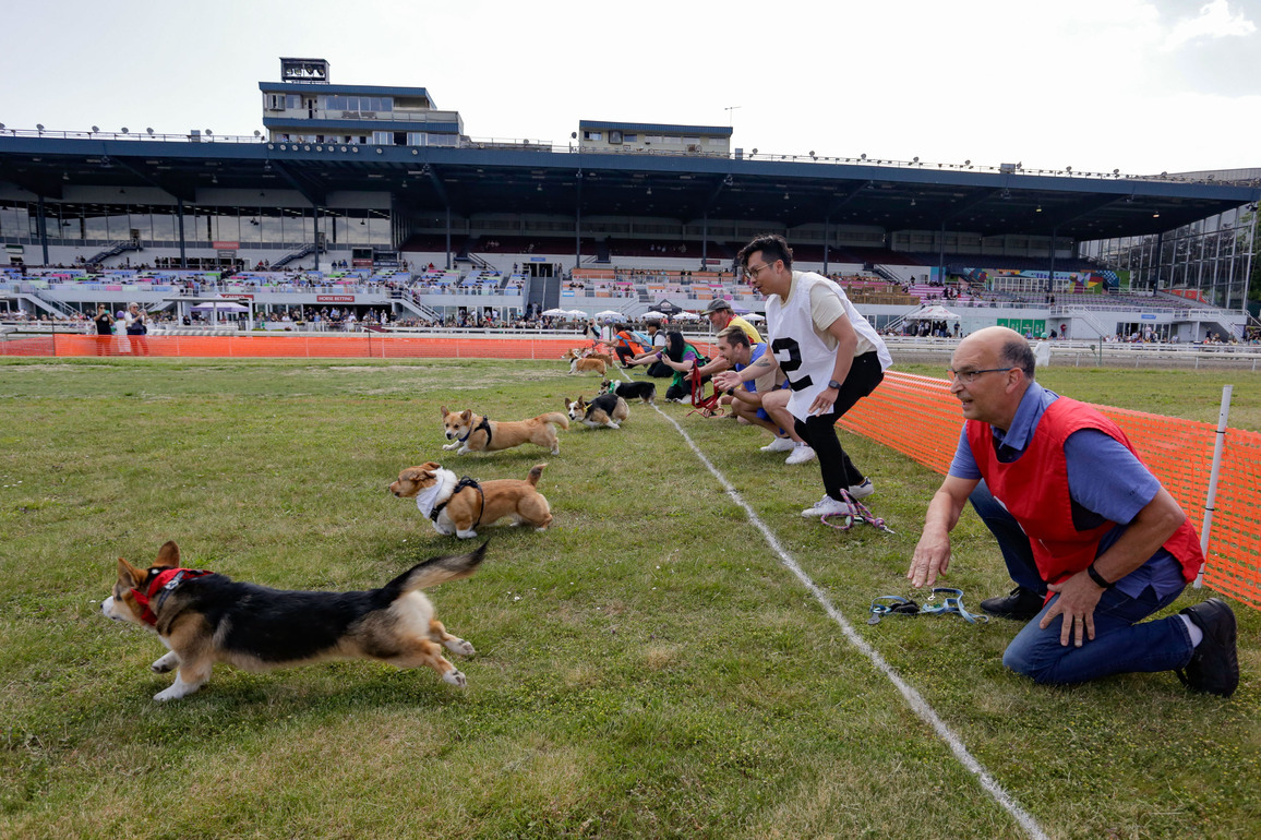 CANADA-VANCOUVER-CORGI DOGS RACE