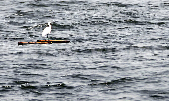 Pictures of the day: A heron on the Lake Victoria shores Pictures of the day: A heron on the Lake Victoria shores