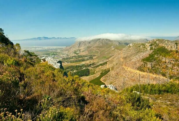 Lost fynbos seeds from underground 'time capsules' in South Africa can grow again - new study