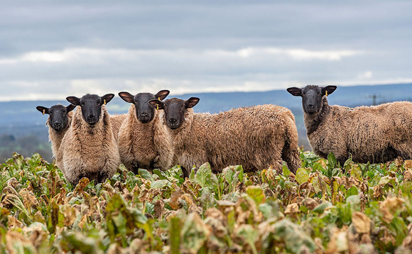 Fodder beet - an important alternative livestock feed