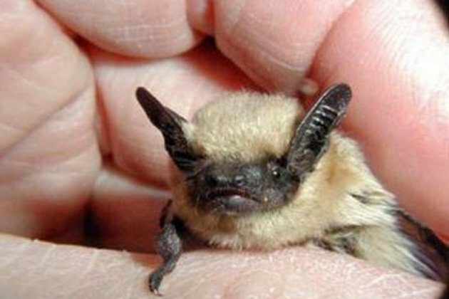 Little GPS tags uncover the secret life of desert bats