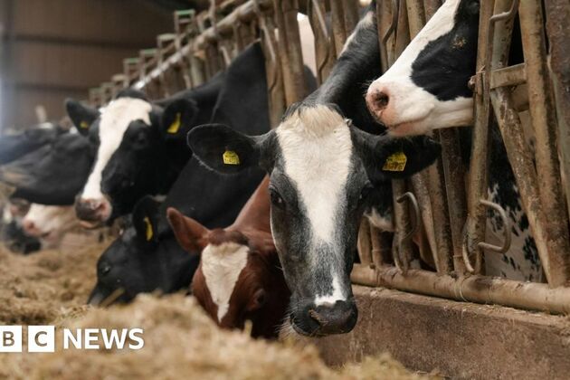 Bluetongue virus restrictions in Wales &#39;futile&#39; say farming unions