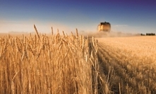 Minimise grain market risk