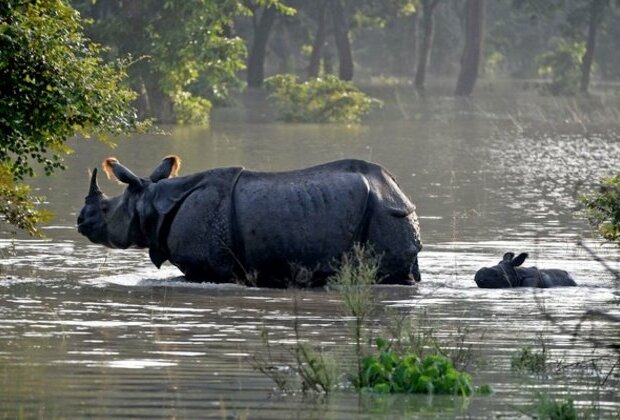 World Rhino Day: Wildlife expert Bibhab Kumar Talukdar praises PM Modi for 'visionary initiatives' for conservation of greater one-horned rhino