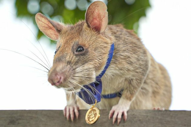 Landmine-sniffing hero rat dies