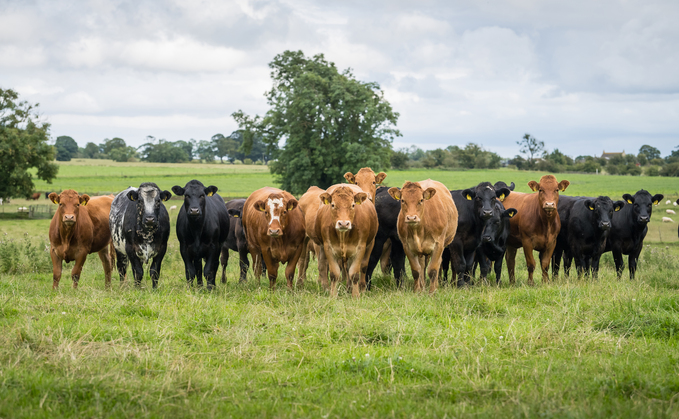 AHDB is forecasting a reduction in beef cattle stocks