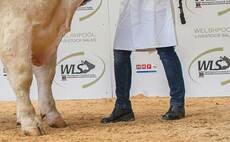 Peroni leads Welshpool Charolais at 7,600gns