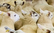 'Lamb for St Andrew's Day' to educate more than 24,000 children about the benefits of farmer's produce