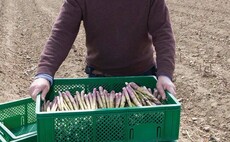 Andy Allen, asparagus supplier, Norfolk