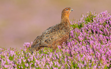 Grouse shooting licence 'unworkable' for Scottish farmers